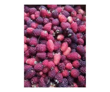 Venta de fresas al mayor